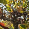 Platanus hispanica - 5