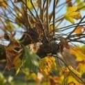 Platanus hispanica - 4
