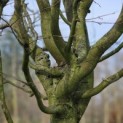 Carpinus betulus 'Frans Fontaine'   (Fastigiata) - 1