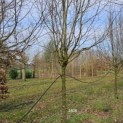 Carpinus betulus 'Frans Fontaine'   (Fastigiata) - 2
