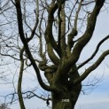 Carpinus betulus 'Frans Fontaine'   (Fastigiata) - 3