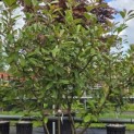 Photinia fraseri 'Red Robin' - 1
