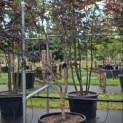 Acer palmatum 'Bloodgood' - Foto 2