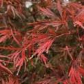 Acer palmatum 'Inaba Shidare' - Foto 2