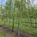 Salix sepulcralis 'Chrysocoma' - 7