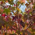 Liquidambar styraciflua - 7