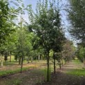Prunus domestica 'Bleue de Belgique' - Foto 5