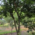Prunus domestica 'Bleue de Belgique' - Foto 4