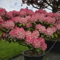Rhododendron Yakushimanum 'Fantastica' - Foto 1