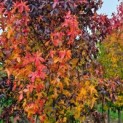 Liquidambar styraciflua 'Palo Alto' - Foto 1