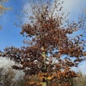 Fagus sylvatica 'Atropunicea' - 1
