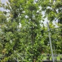 Quercus ilex - 3