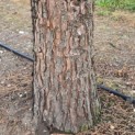 Sequoiadendron giganteum - Foto 3