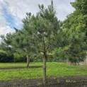 Pinus nigra - Foto 2