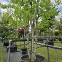 Liquidambar styraciflua 'Worplesdon' - 1