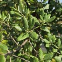 Quercus Suber - Foto 1