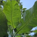 Magnolia macrophylla - Foto 1