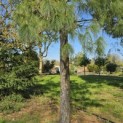 Pinus wallichiana - 3