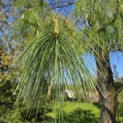 Pinus wallichiana - 4