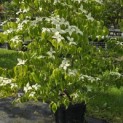Cornus kousa - Foto 1
