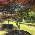 Acer palmatum 'Garnet' - 4