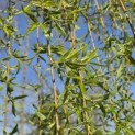 Salix x sepulcralis 'Chrysocoma' - 1