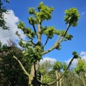 Tilia Tomentosa - 2