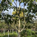Juglans regia 'Cyril' - 1