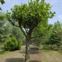 Platanus hispanica dak of knotvorm - 2