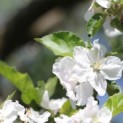 Malus domestica 'Rode Boskoop' - Foto 1