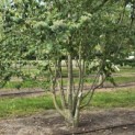 Cercidiphyllum japonicum - Foto 5