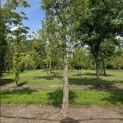 Quercus Suber - 4