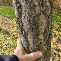 Ginkgo biloba - 3