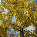 Ginkgo biloba - 2