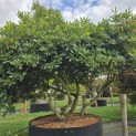 Rhododendron Roseum Elegans - 1