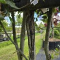 Quercus ilex - 7
