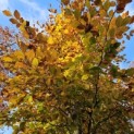 Fagus sylvatica 'Atropunicea' - 2