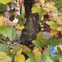 Fagus sylvatica 'Atropunicea' - 3