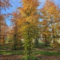 Fagus sylvatica 'Atropunicea' - 4
