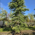 Cedrus deodara 'Aurea' - 5