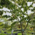 Parrotia persica - Foto 2