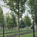 Prunus 'Sunset Boulevard' - 1