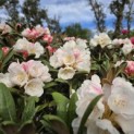 Rhododendron yakushimanum 'Hydon Velvet' - 6