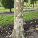 Platanus hispanica - Foto 3
