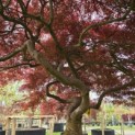 Acer palmatum 'Garnet' - 2