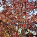 Liquidambar styraciflua 'Worplesdon' - 6