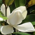 Magnolia grandiflora 'Galissonnière' - 4
