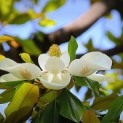 Magnolia grandiflora 'Galissonnière' - 3