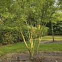 Acer negundo - 2