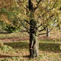 Metasequoia glyptostroboides - Foto 2